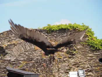 Birds of prey show at Chateau de La Roche-en-Ardenne (Belgium)